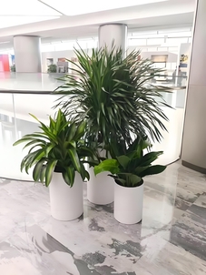 想知道鄞州绿化修剪哪家好？答案就在这里